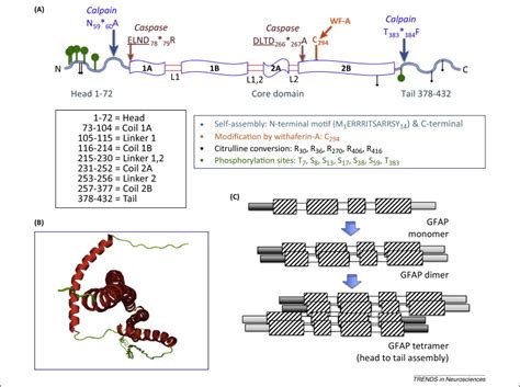 ofgfap|Glial fibrillary acidic protein: from intermediate filament ...